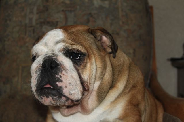 Image Of Feeling Good Bulldogs