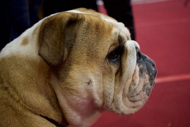 Lovely Of Feeling Good Bulldogs