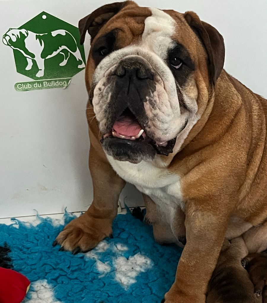 Tender joy Of Feeling Good Bulldogs