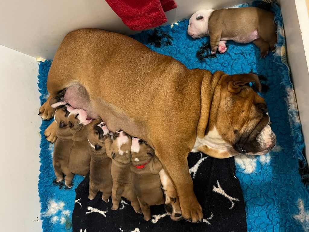 Chiot Bulldog Anglais Of Feeling Good Bulldogs