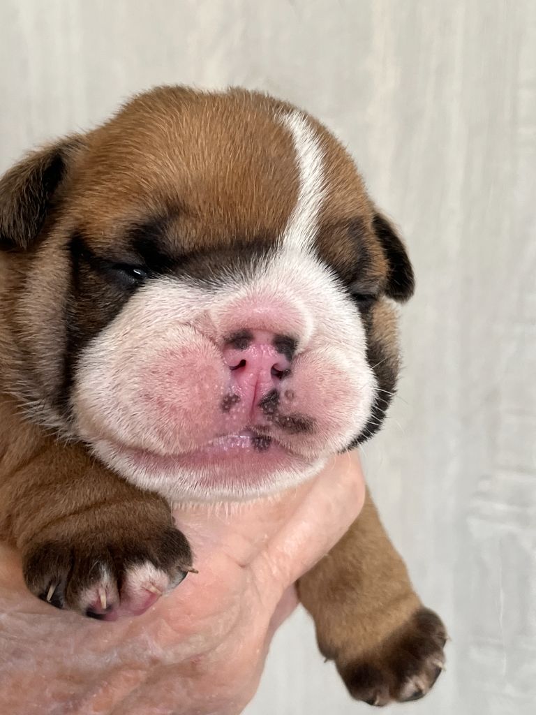 Of Feeling Good Bulldogs - Chiots disponibles - Bulldog Anglais