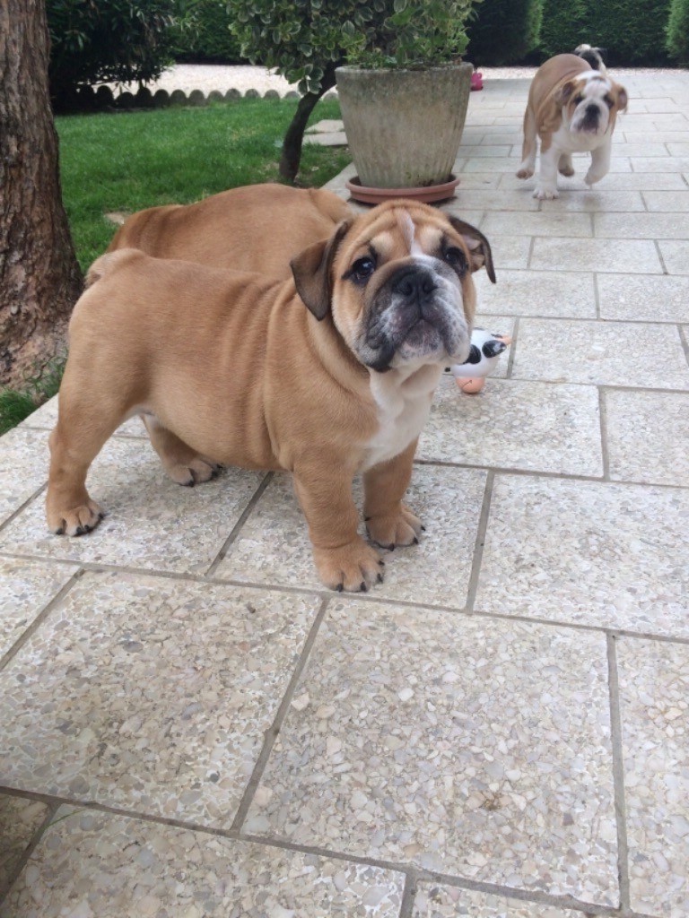 Of Feeling Good Bulldogs - Chiots disponibles - Bulldog Anglais