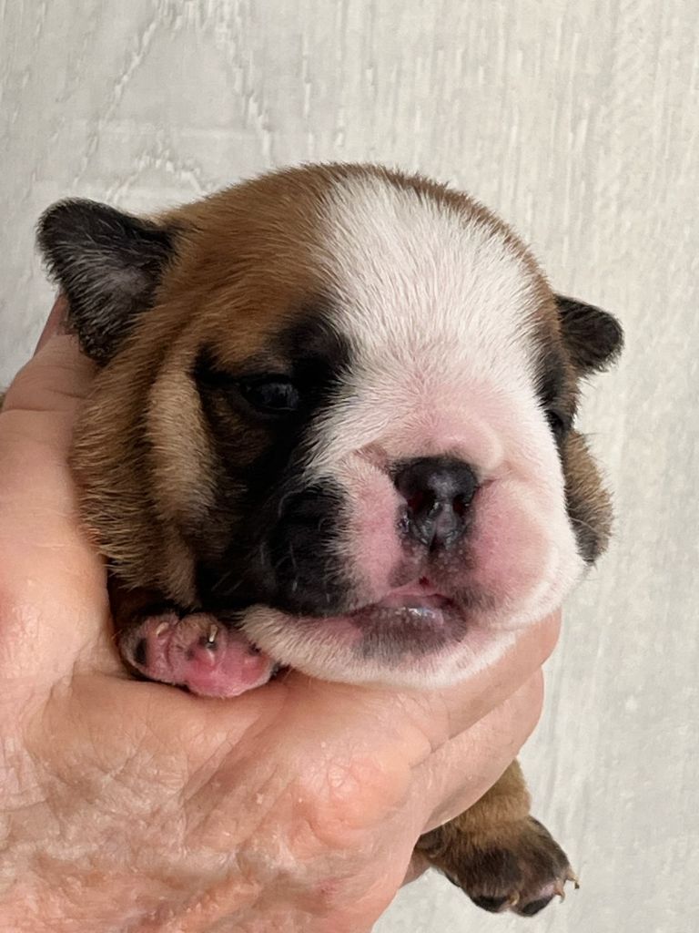 Of Feeling Good Bulldogs - Chiots disponibles - Bulldog Anglais