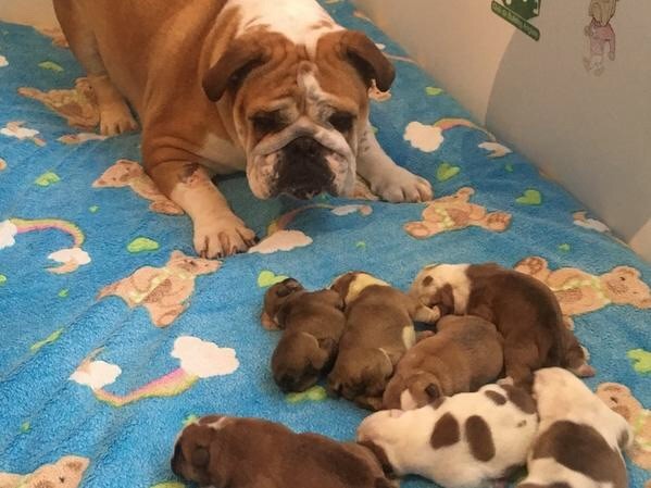 Chiot Bulldog Anglais Of Feeling Good Bulldogs