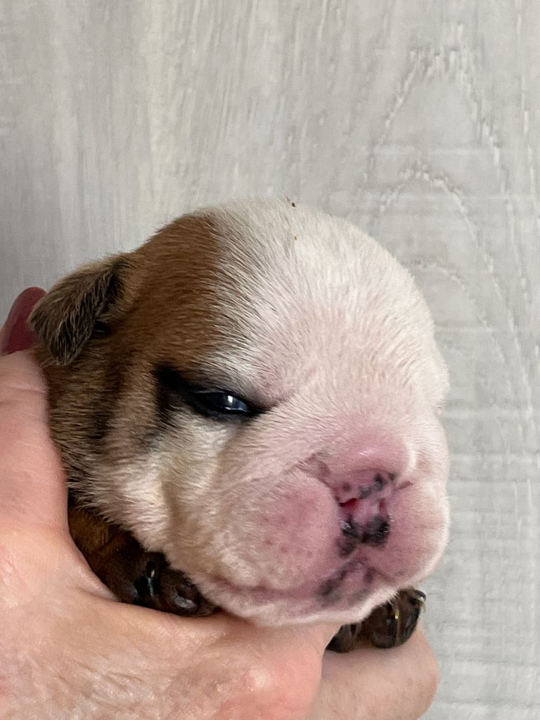 Of Feeling Good Bulldogs - Chiots disponibles - Bulldog Anglais
