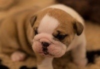 CHIOT