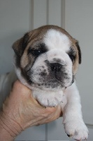 CHIOT