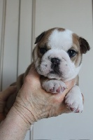 CHIOT