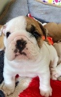 CHIOT