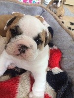 CHIOT