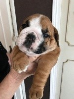CHIOT