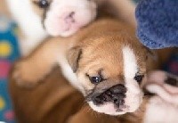 CHIOT