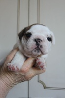 CHIOT