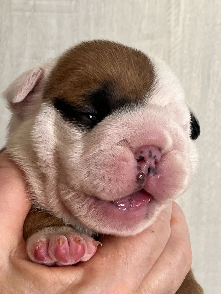Of Feeling Good Bulldogs - Chiots disponibles - Bulldog Anglais