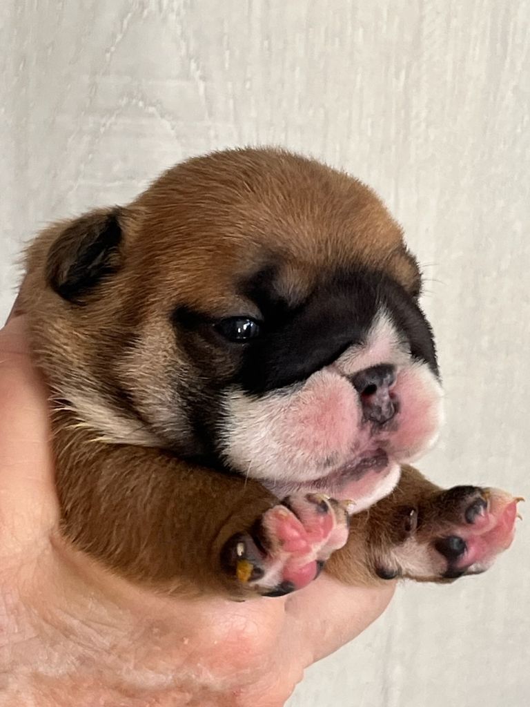 Of Feeling Good Bulldogs - Chiots disponibles - Bulldog Anglais