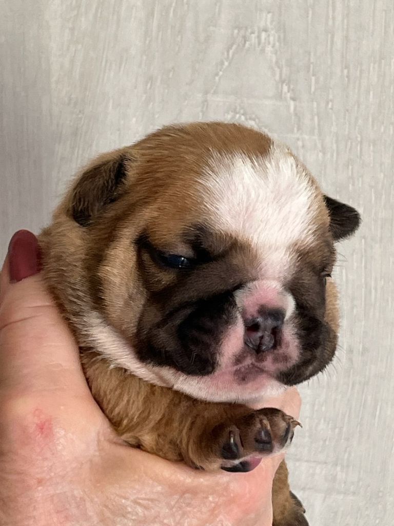 Of Feeling Good Bulldogs - Chiots disponibles - Bulldog Anglais