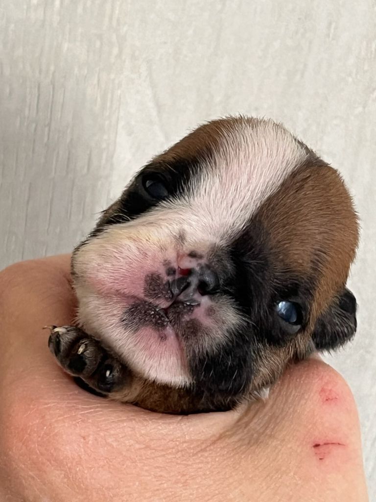 Of Feeling Good Bulldogs - Chiots disponibles - Bulldog Anglais